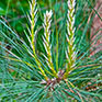 Forest Conservation