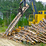 Timber Sales